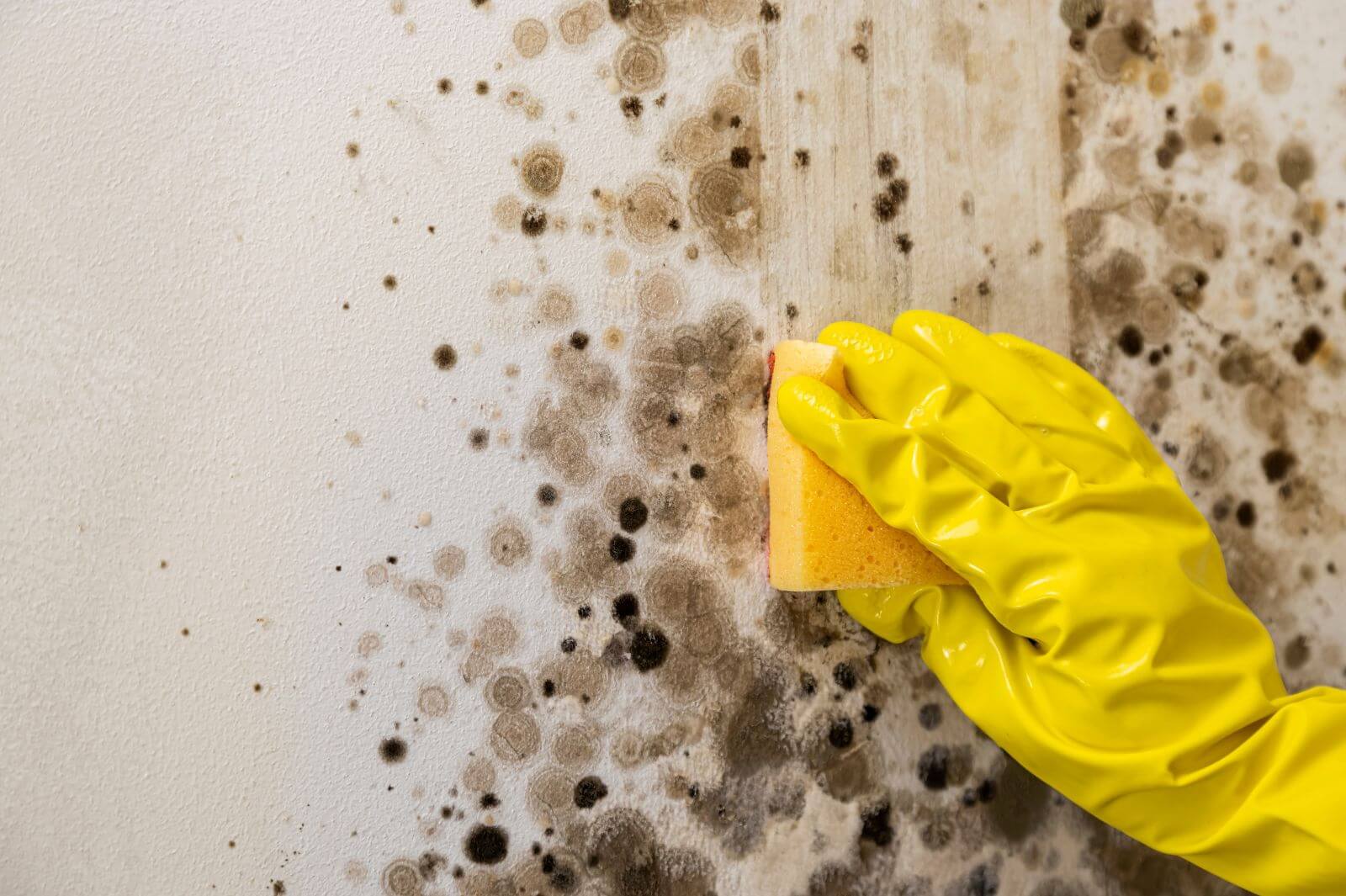 The after effect: mould in your strata property thumbnail